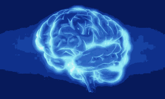brain-cerebral-cortex.gif