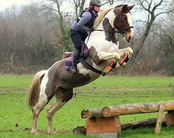 Les Chevaux Harassilverstar