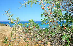 African Boxthorn growing within a coastal reserve