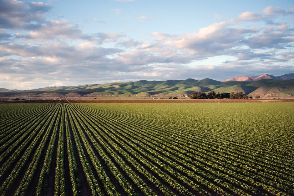 Fields of a green crop with mountains in the background.