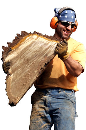 Premier Tree Service Murrysville Penn Hills Surrounding Area