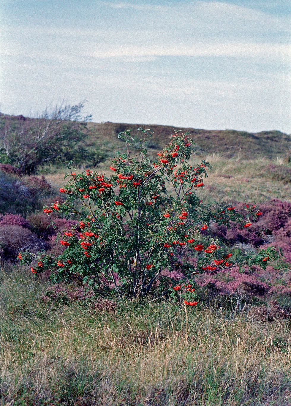 2025.08. Texel. dune Soir. Natural Bouquet.jpg