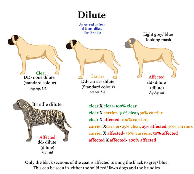 dilute copy.jpg