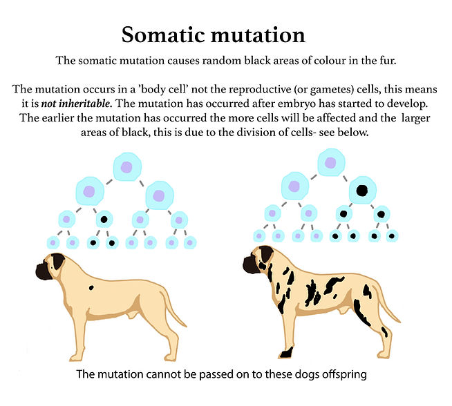 somatic mutation.jpg