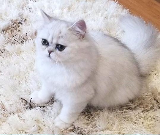 1CFA Silver Shaded Persian Male - Adolescent