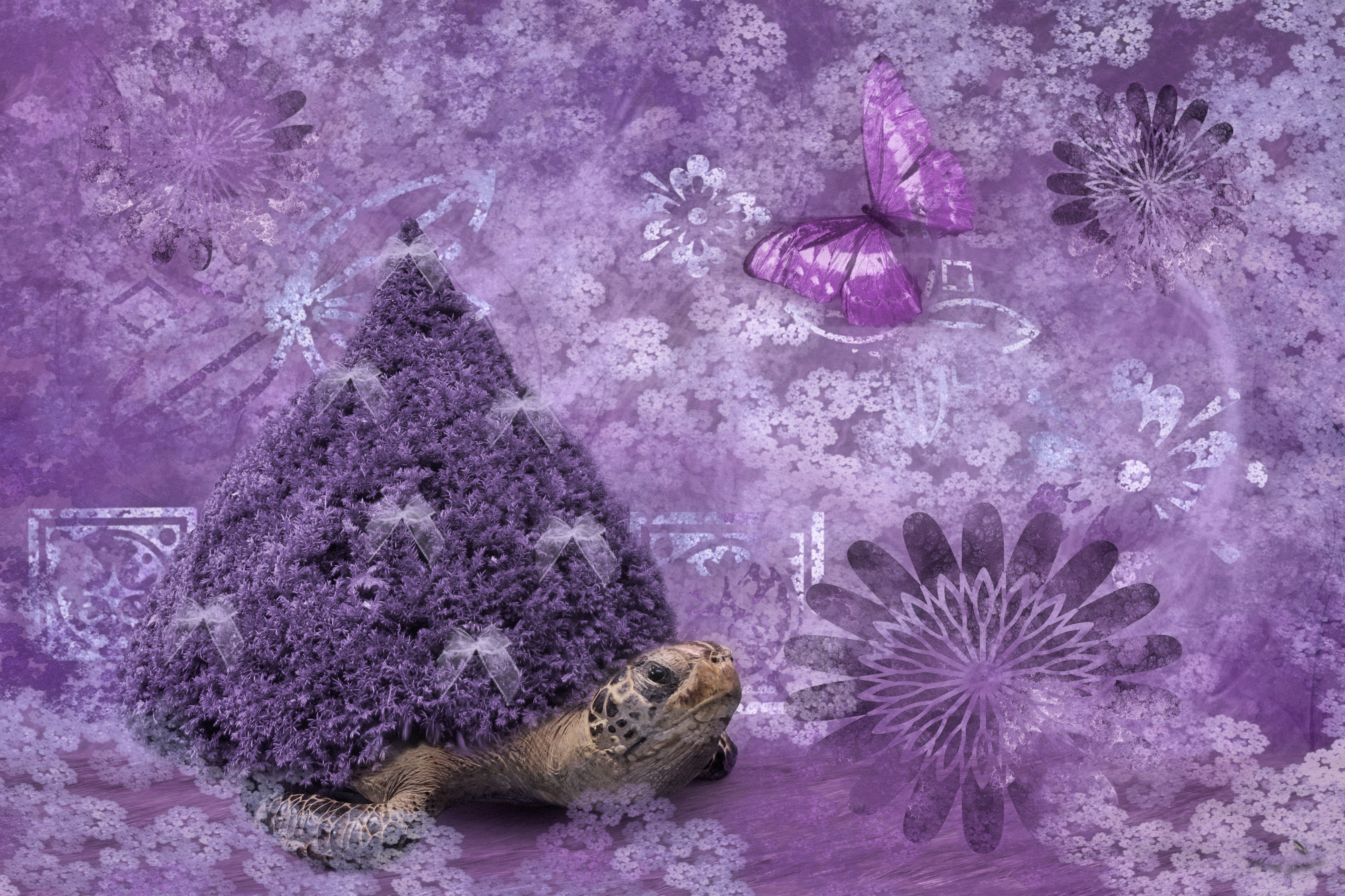 Myrtle the purple Turtle