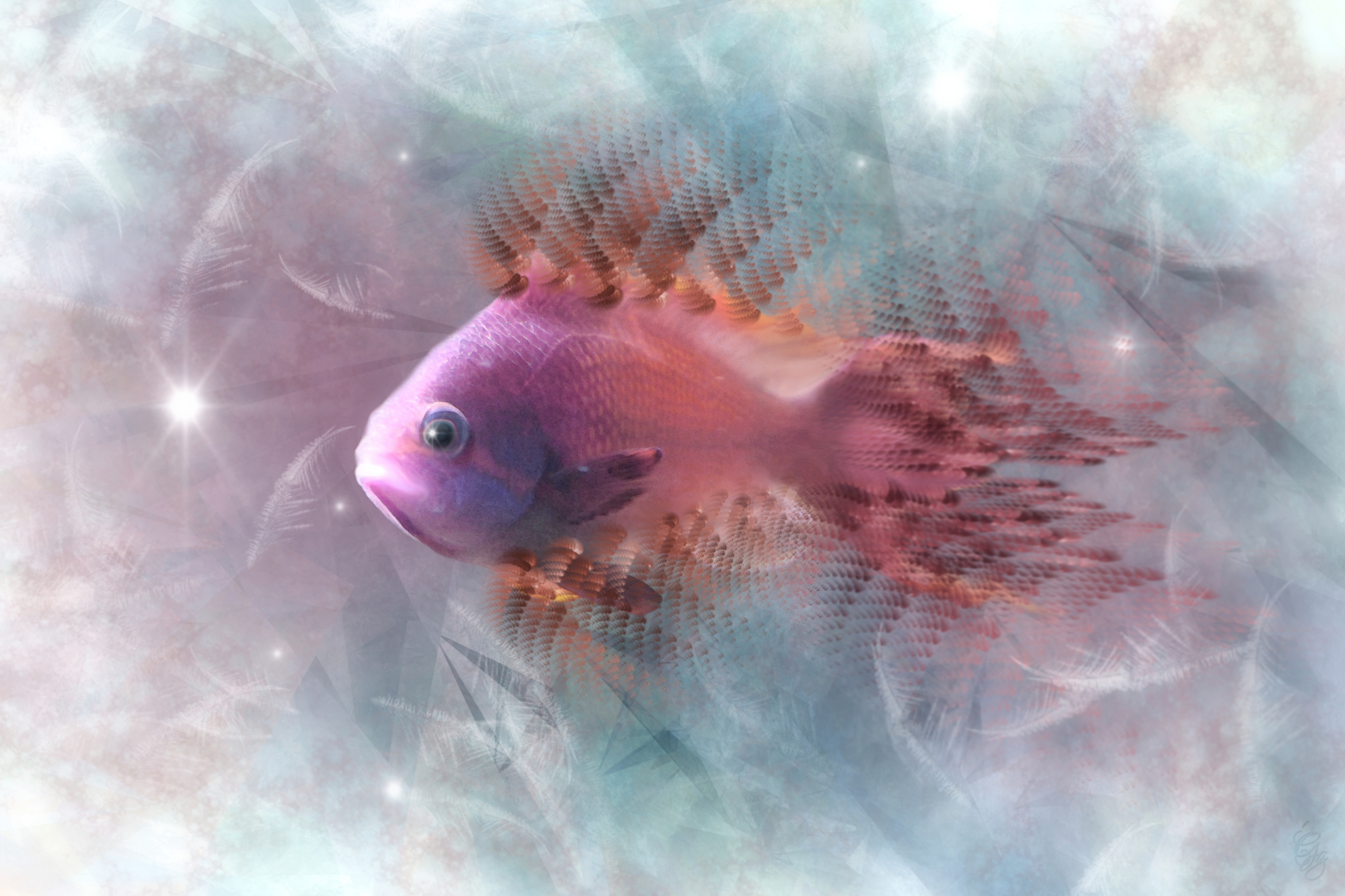 Dezemberfisch