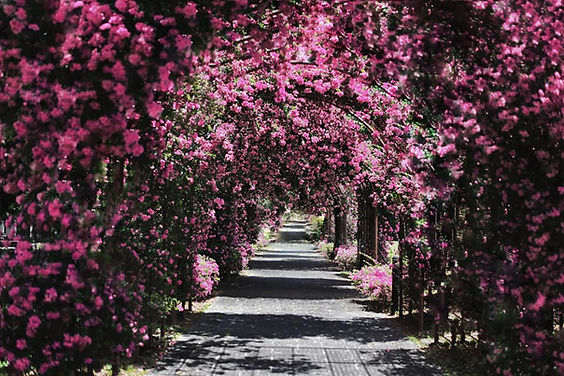 hougang-japanese-cemetery-sakura.jpg