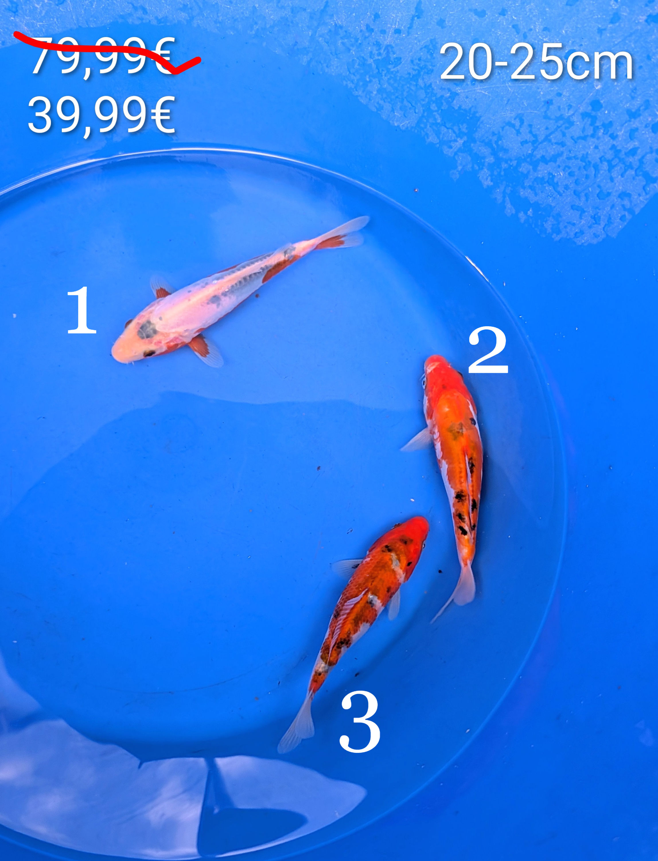 MIX Carpe koï 20-25cm Tosaï