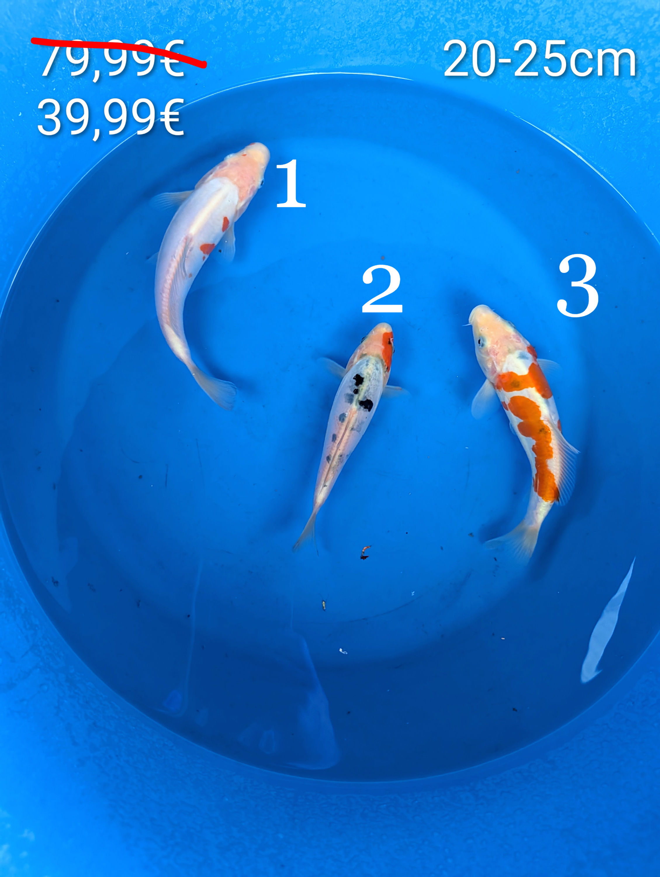MIX Carpe koï 20-25cm Tosaï