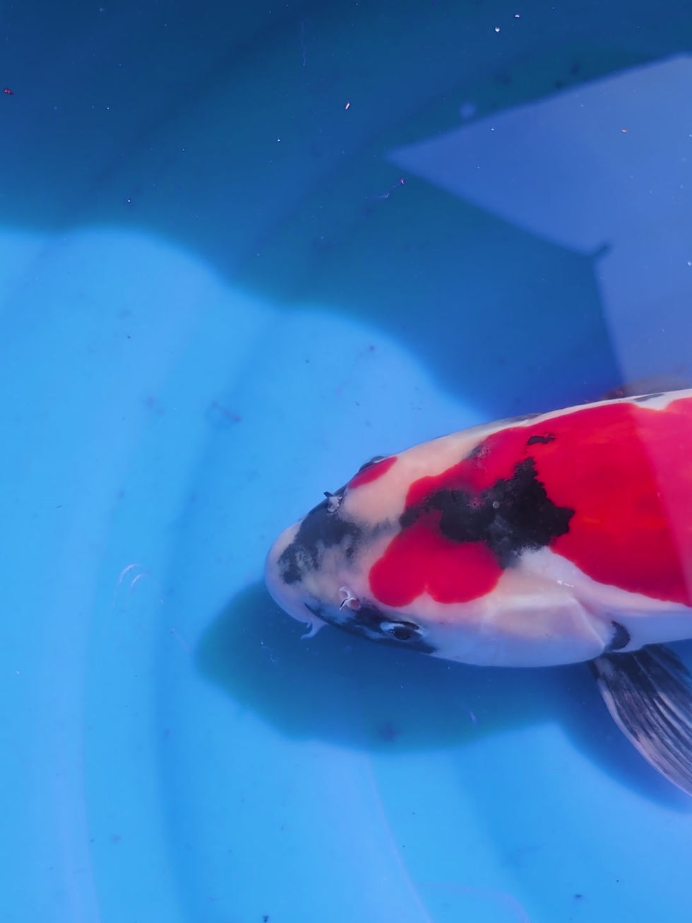 Miniature : Doitsu Showa Nisaï 38cm Hiroï 