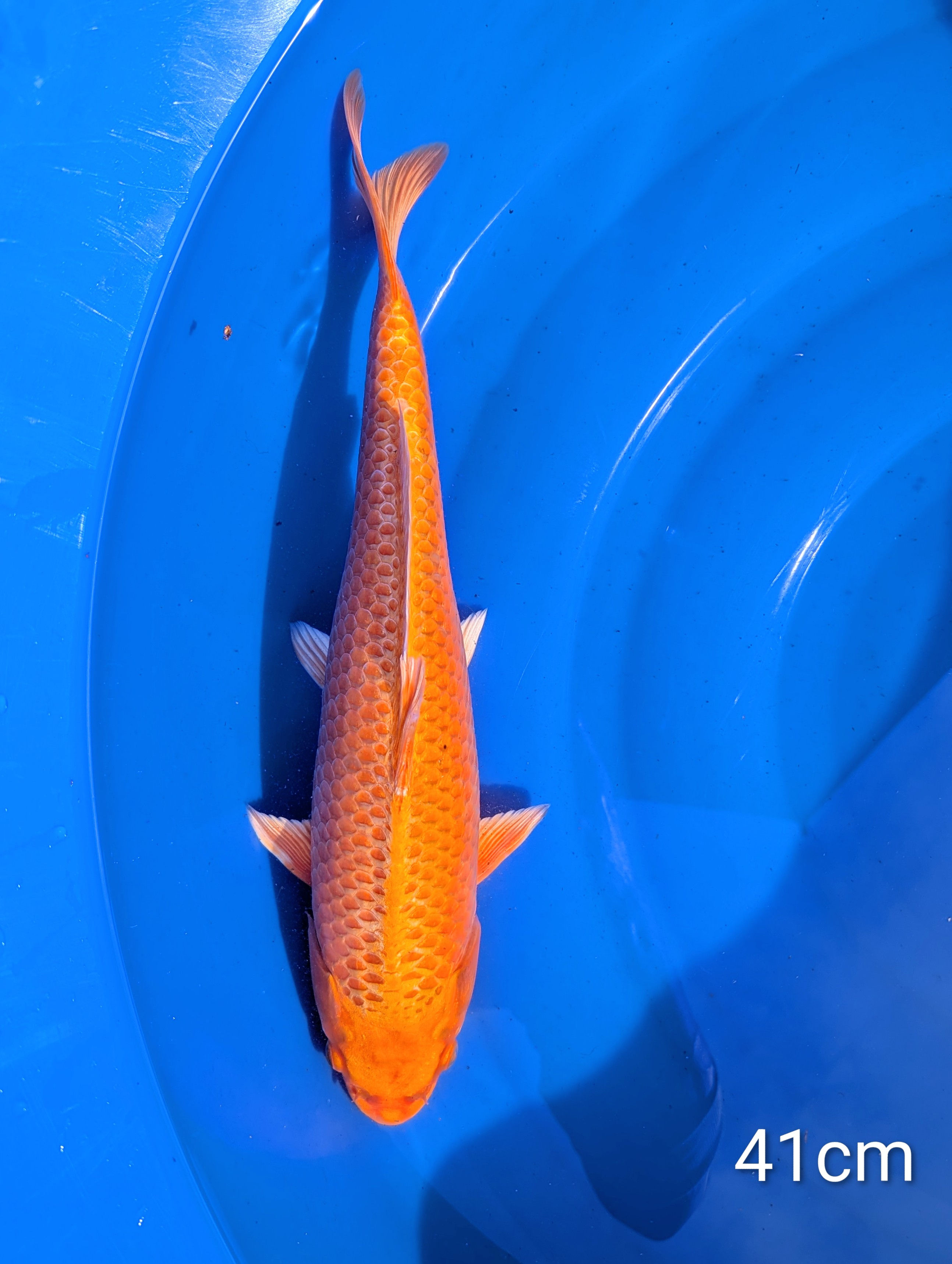 Orenji Nisaï 41cm Yamanaka 