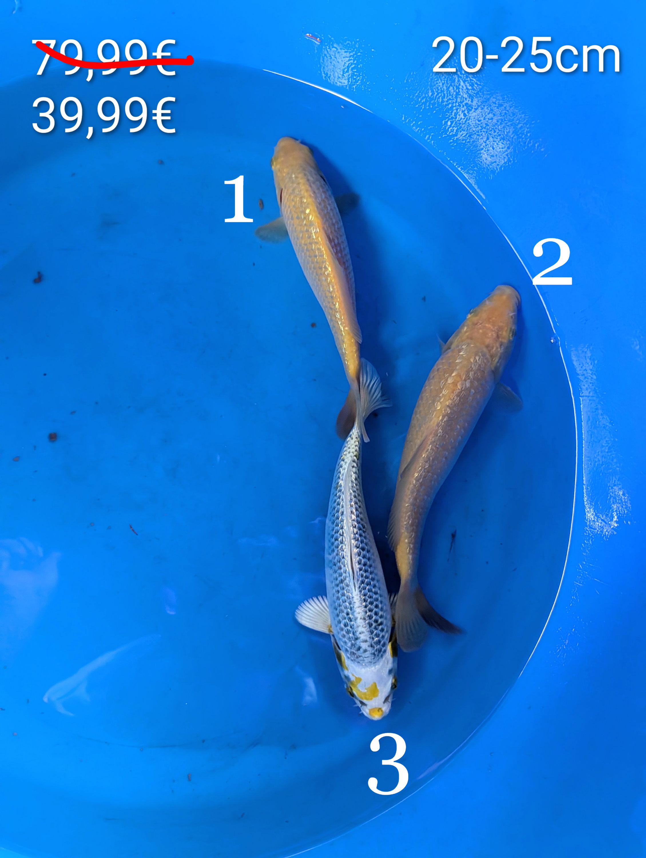 MIX Carpe koï 20-25cm Tosaï