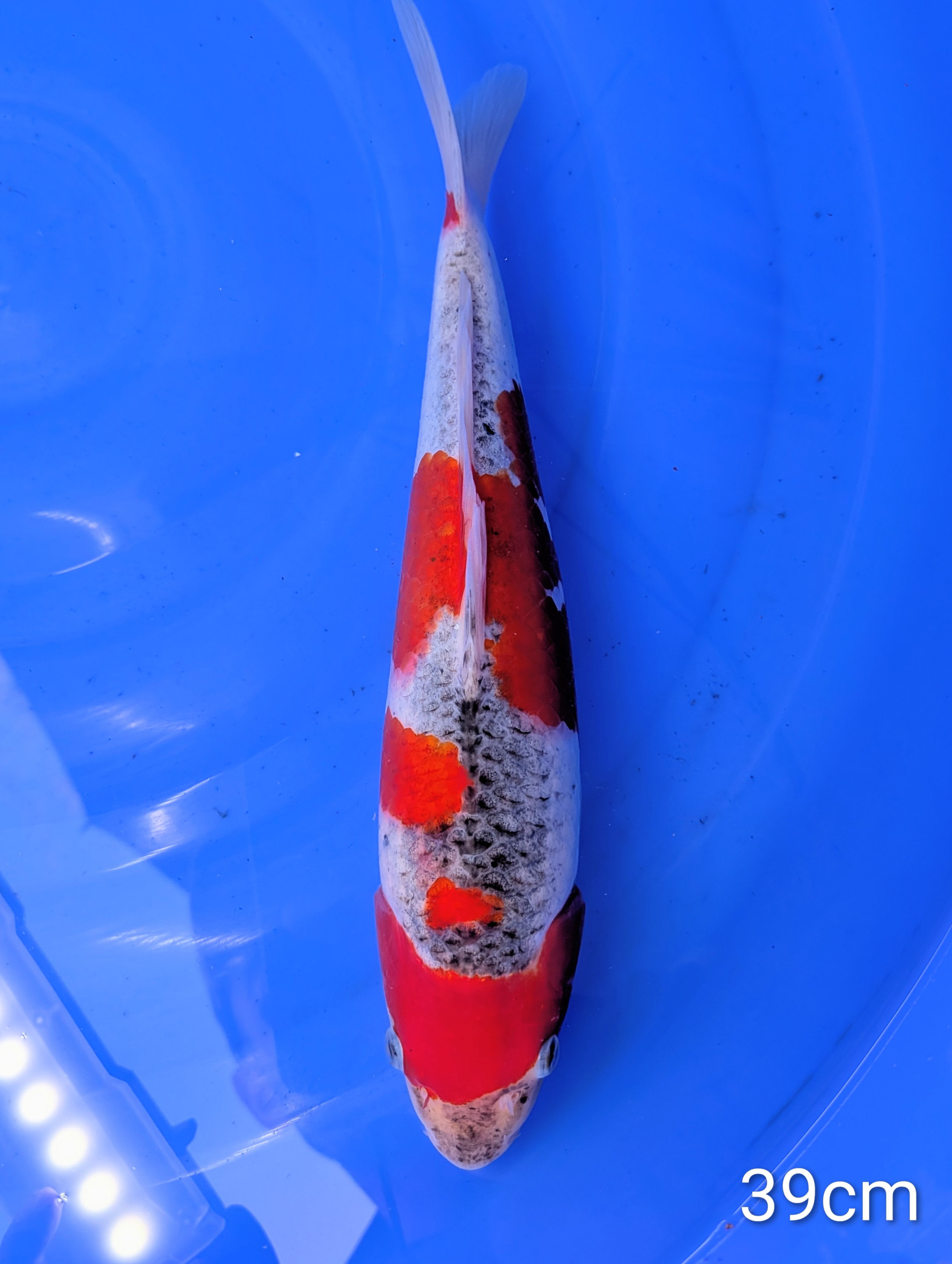 Goshiki Nisaï 39cm Ikarashi