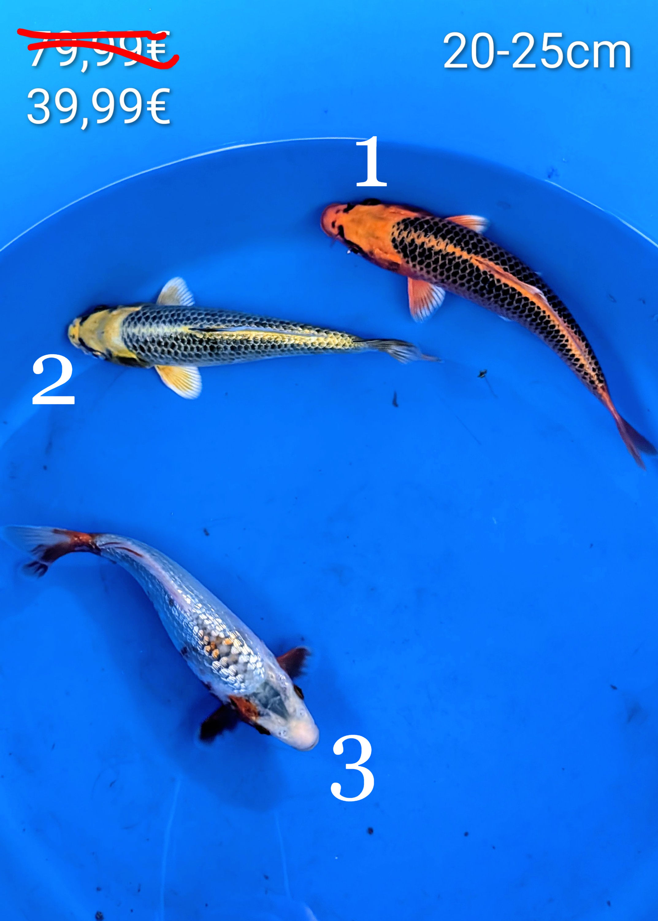 MIX Carpe koï 20-25cm Tosaï