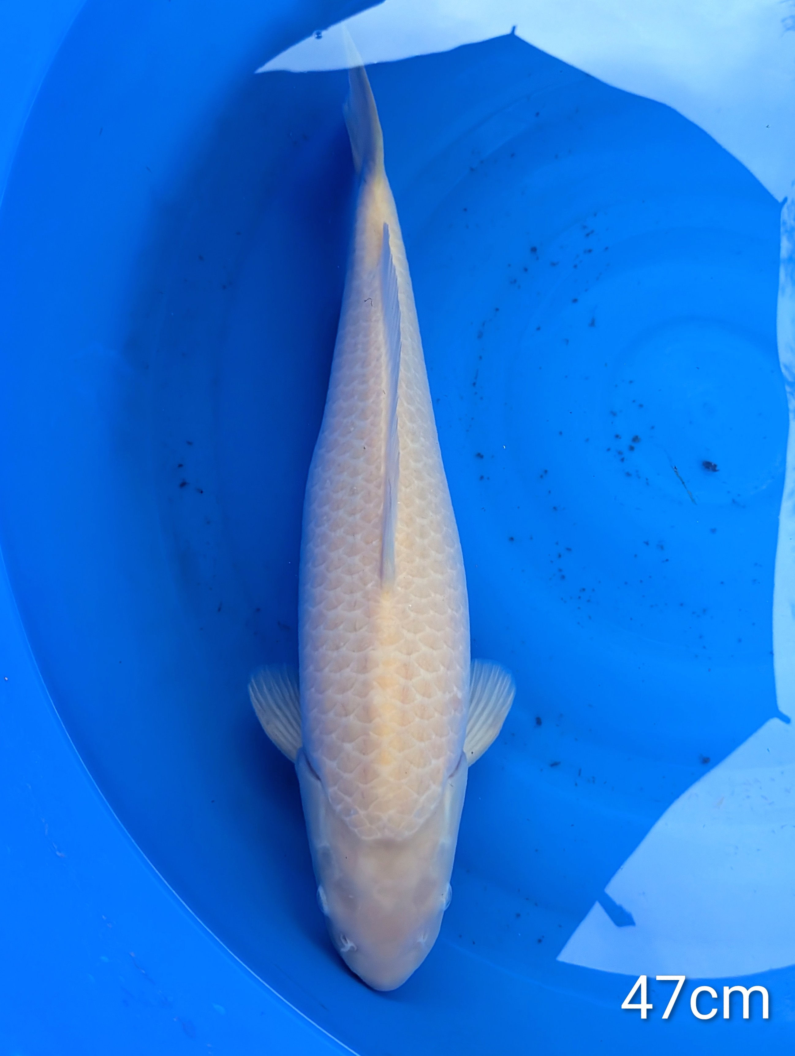 Karashigoï Nisaï 47cm France Koï 