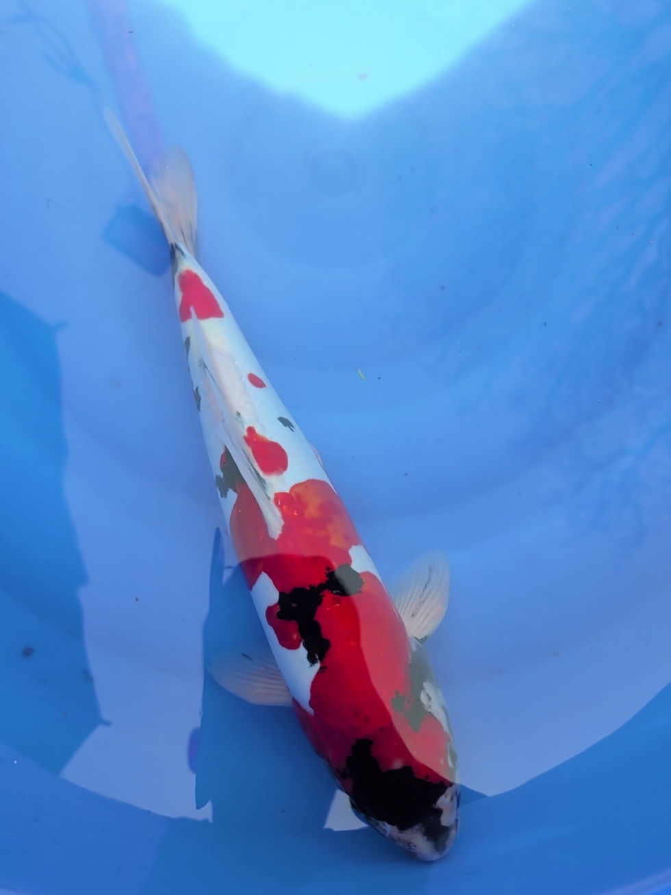 Miniature : Doitsu Showa Nisaï 39cm Hiroï 