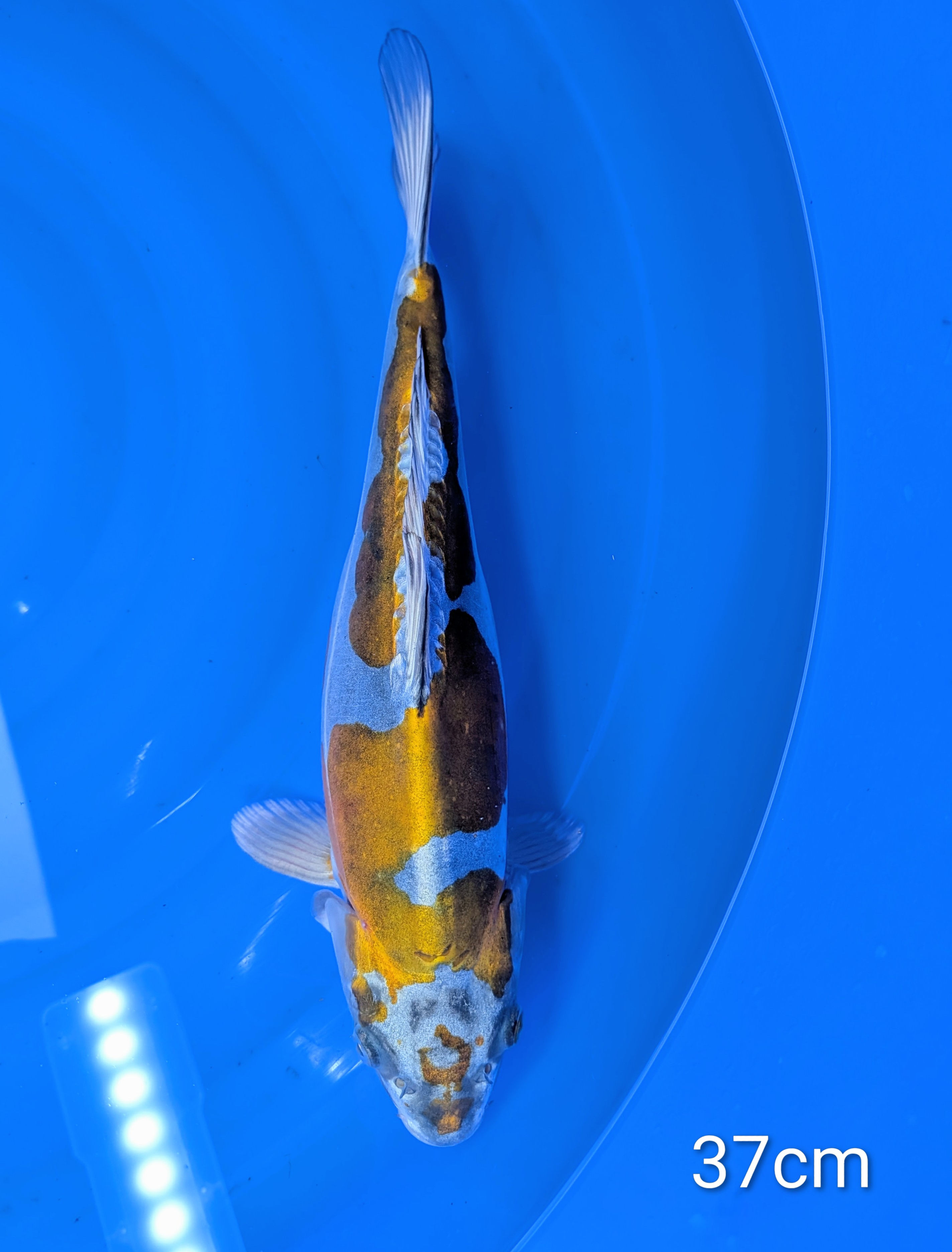 Shigurde Ochiba Nisaï 37cm Yamasan (Malformation ouï)