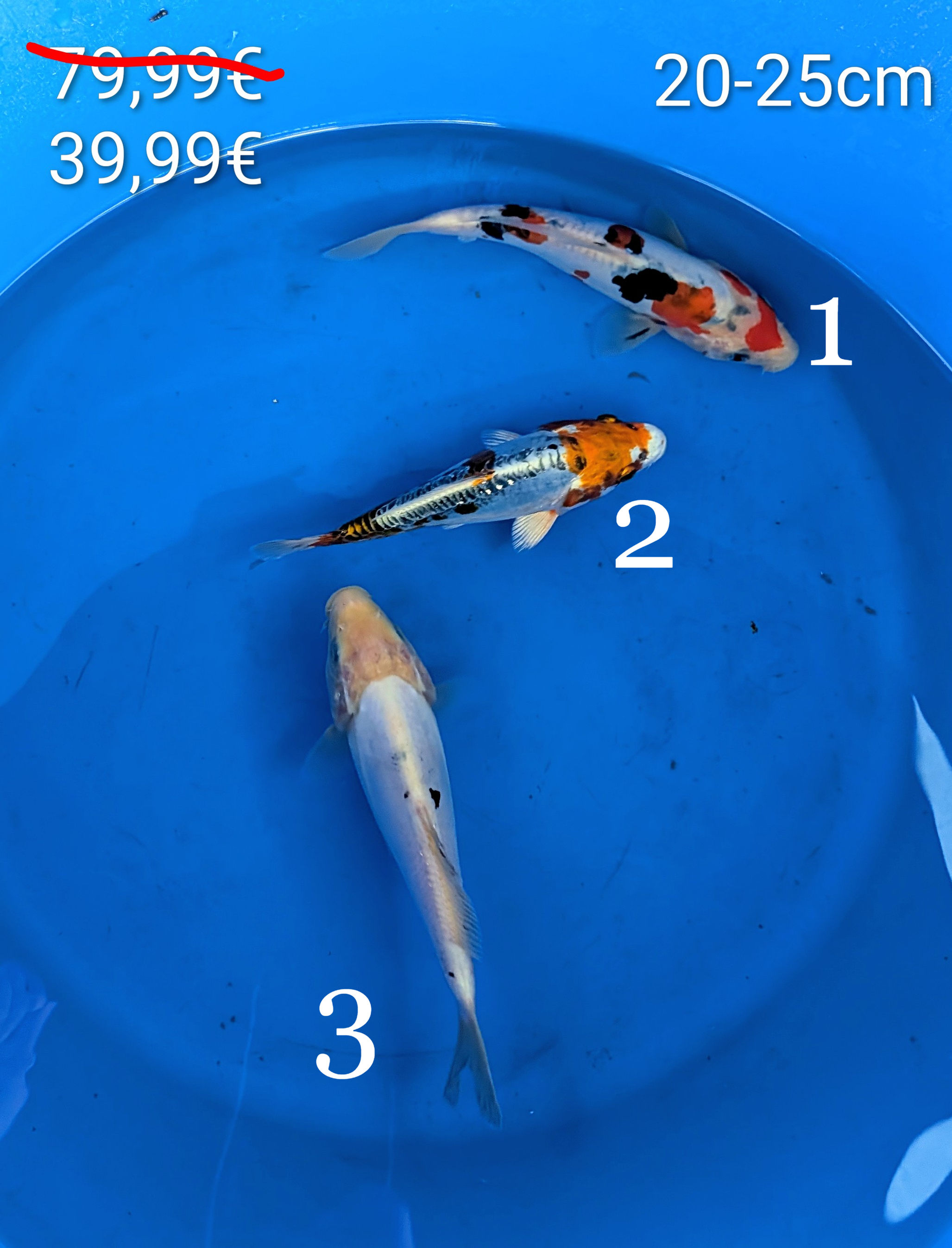 MIX Carpe koï 20-25cm Tosaï