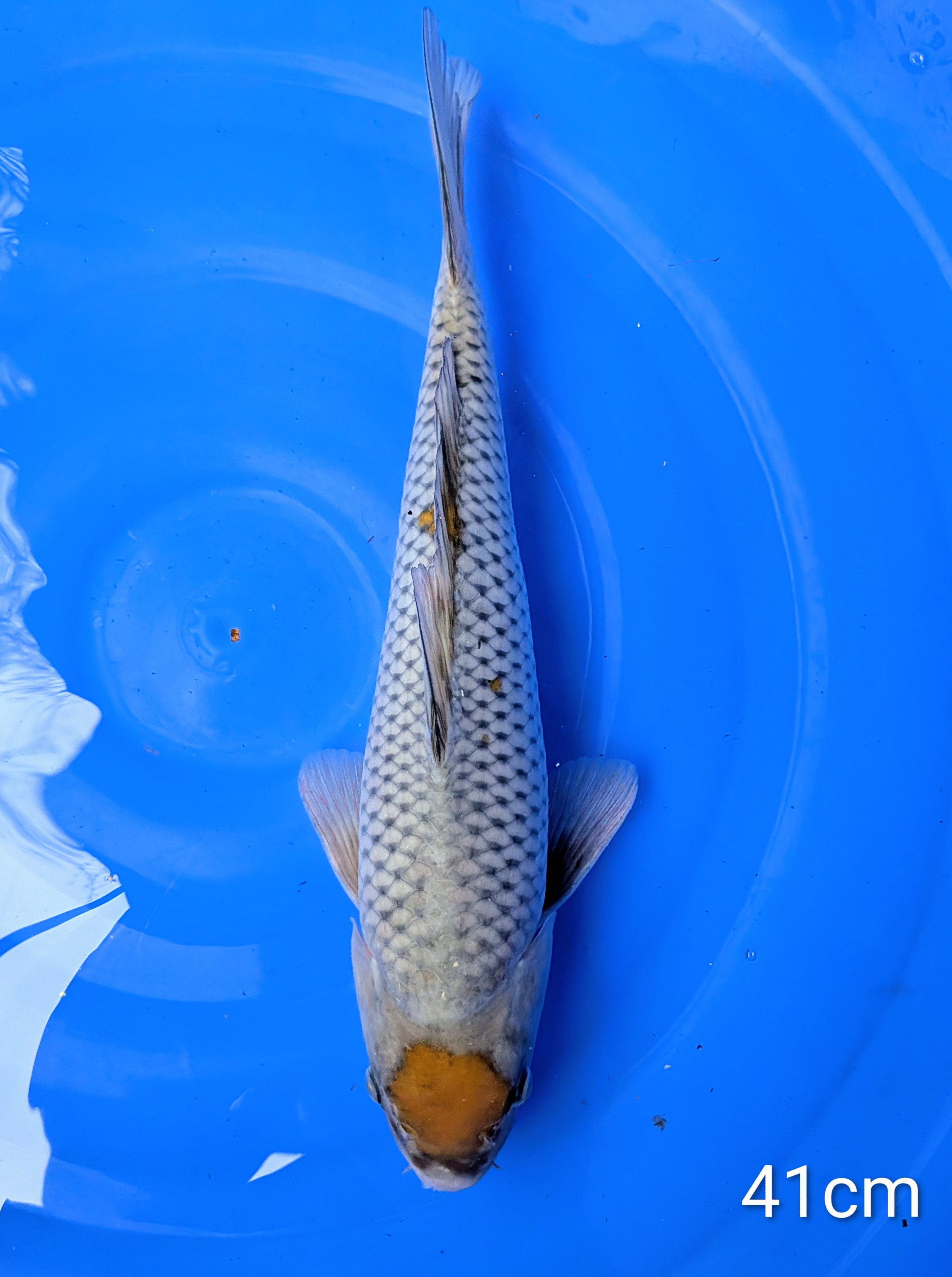 Maruten Ochiba Nisaï 41cm Ikarashi Ozumi