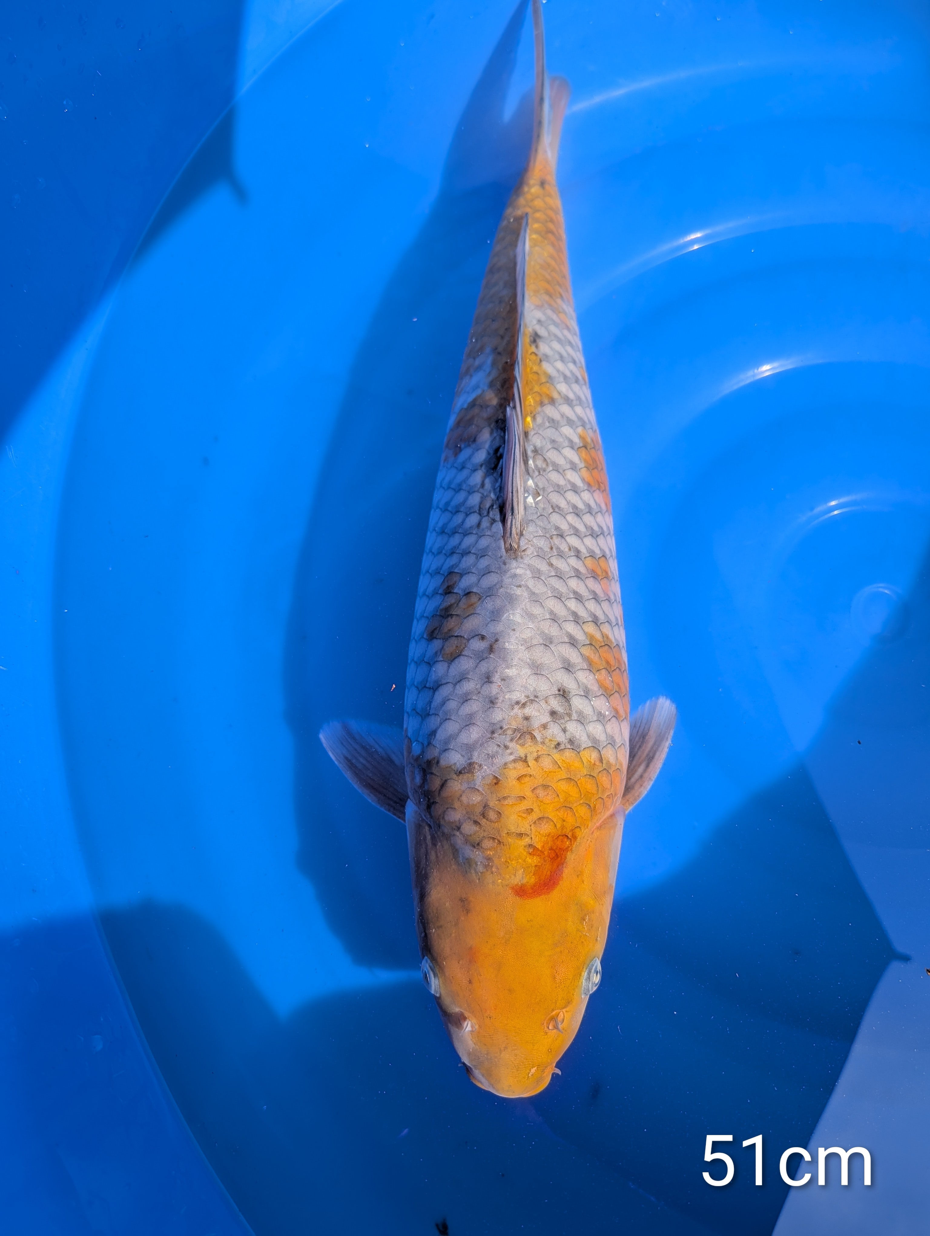 Ochiba Nisaï 51cm Hiroï
