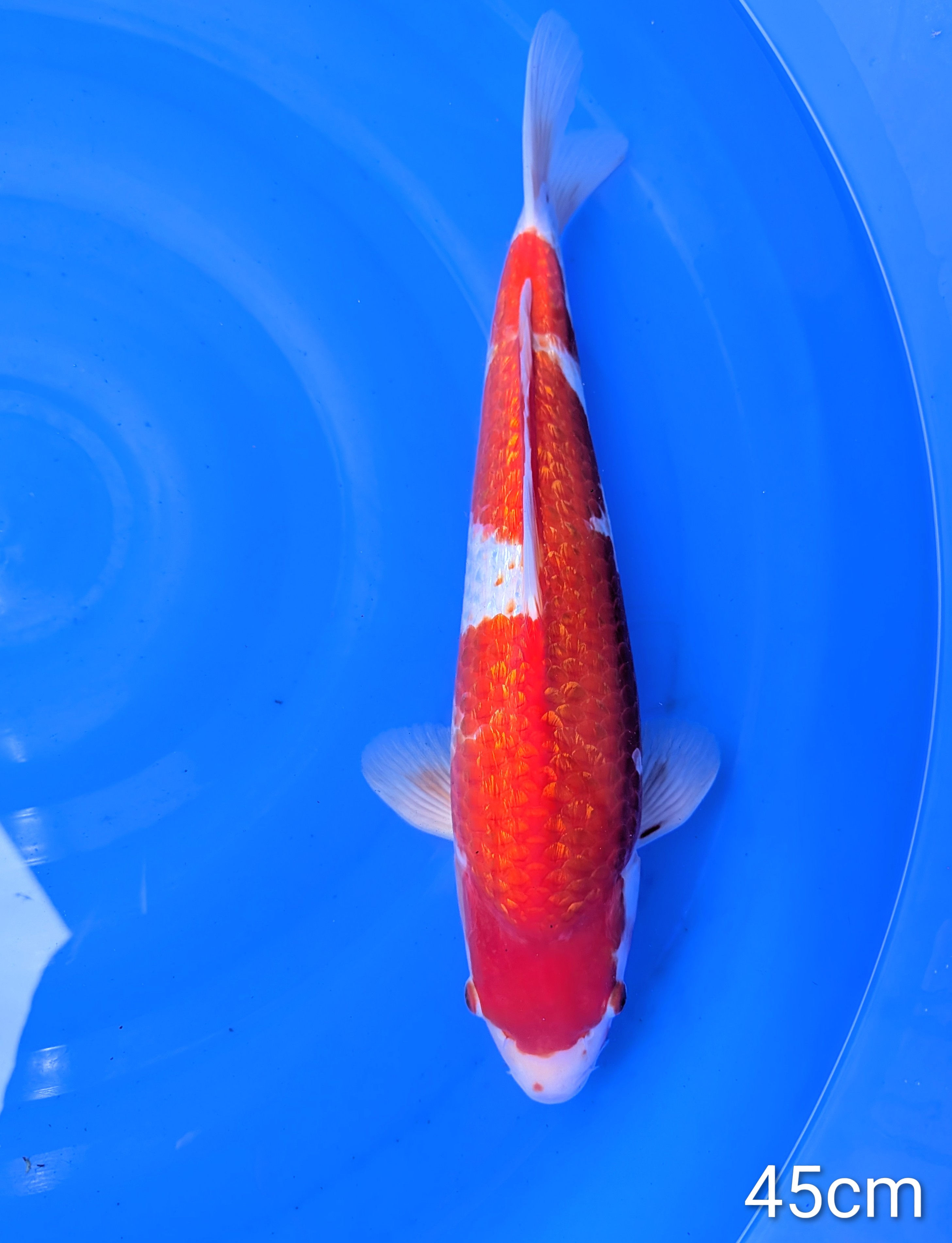 Ginrin Kohaku Nisaï 45cm Maruhiro