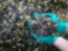 Recycled plastic chopped up in pile, hands in gloves picking up
