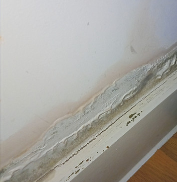 Rising Damp 