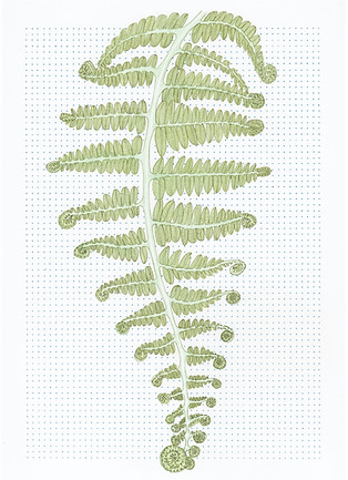 Fern