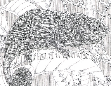 chameleon illustration
