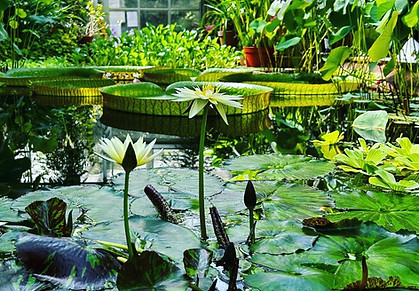 tropical pool orginal photo.jpg