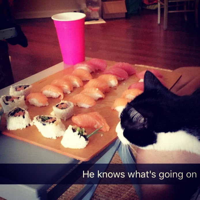 Our cat, Meeko, always goes CRAZY when we make anything with raw fish. He refuses to eat any of it unless its in his food dish though. #HighMaintenance