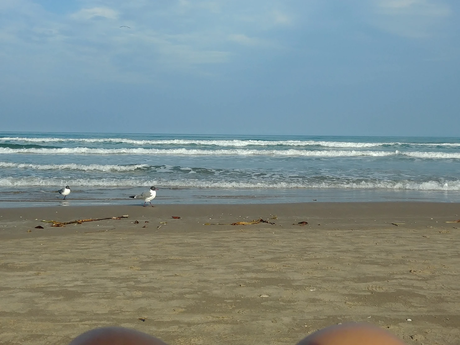 sea gulls on beach
