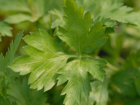 Petersilie (Petroselinum crispum)