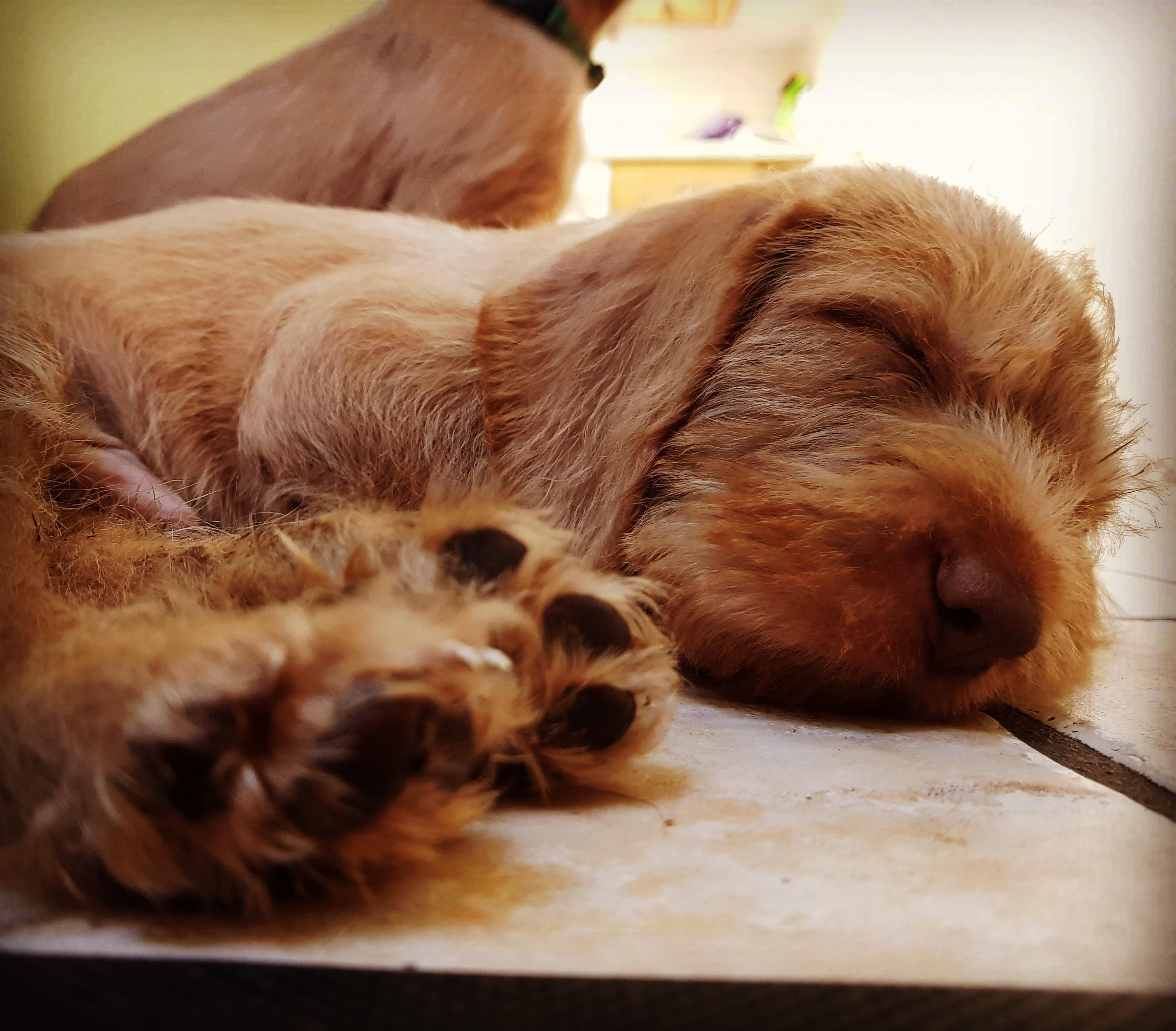 Dogsmart Gallery Dog Training Sevenoaks