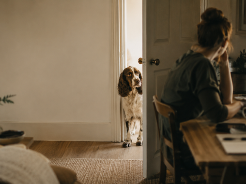The Missed Conversation: When We Stopped Needing to Listen to Dogs