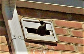 Home bird nest
