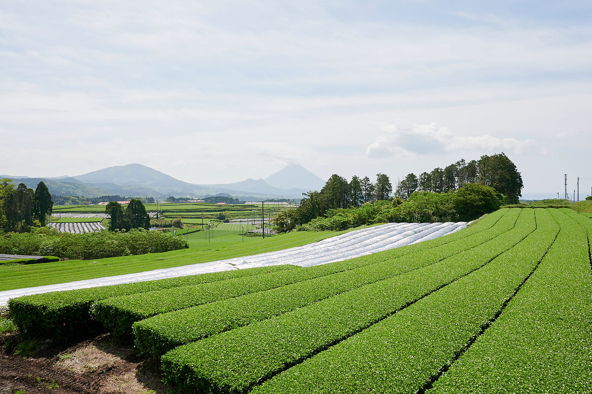 tea plantation08.JPG