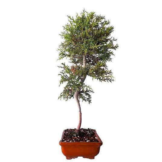 Miniatura: CIPRES LIMON