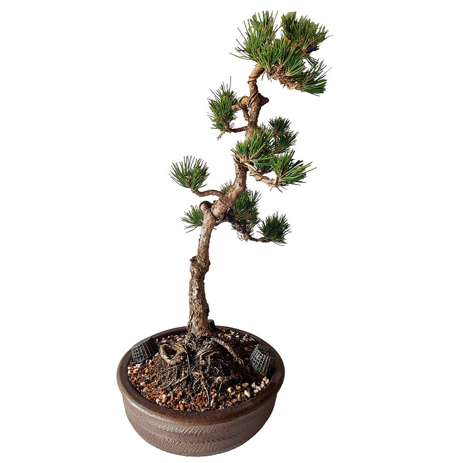 Miniatura: PINO NEGRO