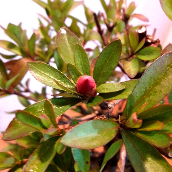 Miniatura: Azaleia satsuk PREMIUM