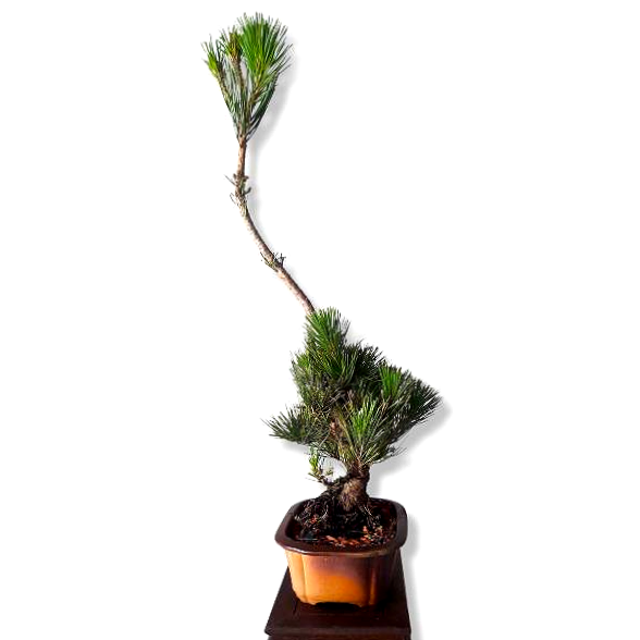 Miniatura: PINO NEGRO