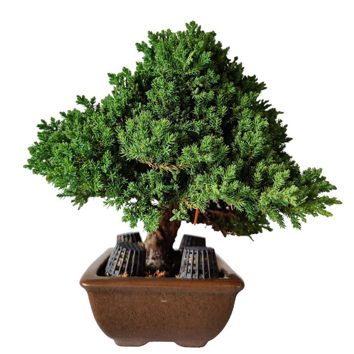 Miniatura: PROCUMBENS PREMIUM