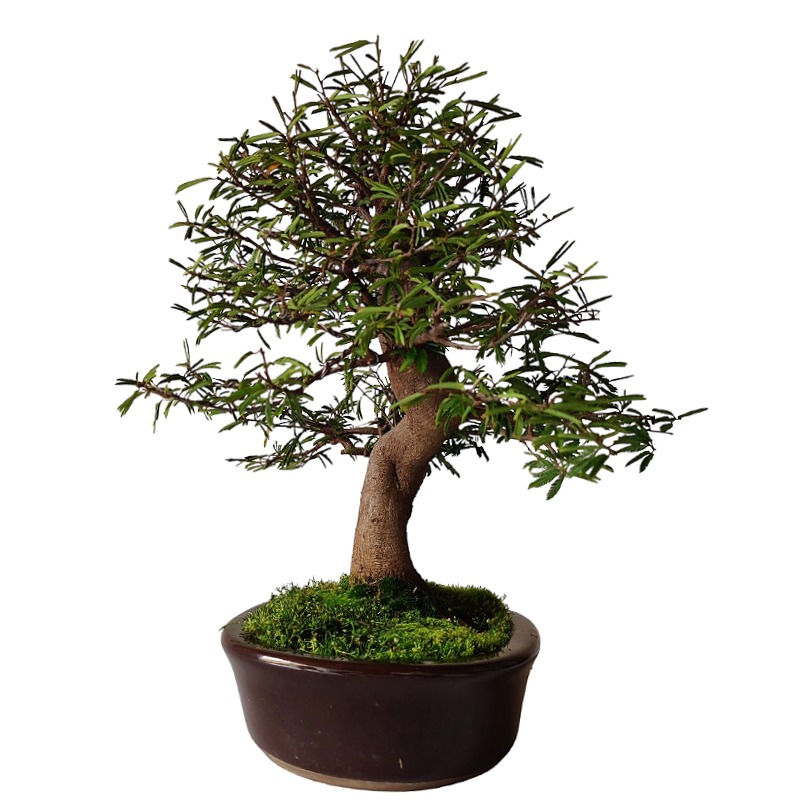 Miniatura: CALIANDRA ROJA