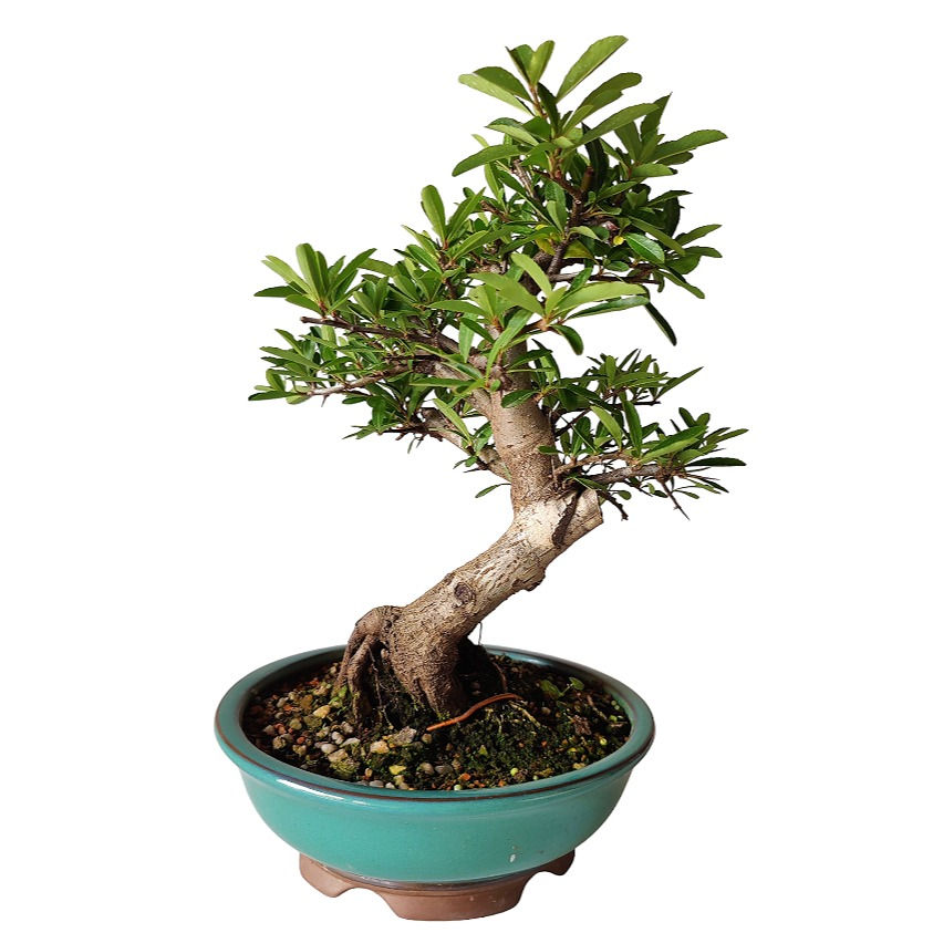 Miniatura: PYRACANTHA ROJA