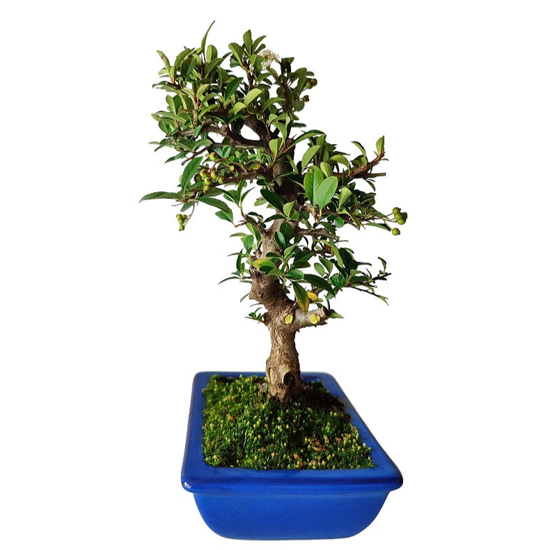 Miniatura: PYRACANTHA AMARILLA