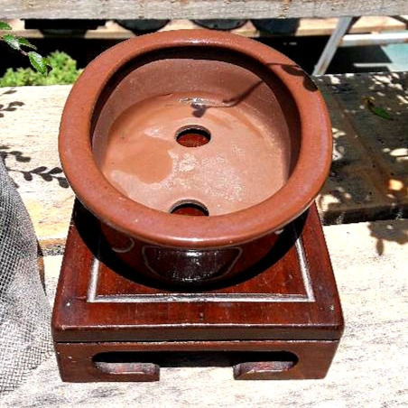 Miniatura: MACETA PARA BONSAIS DE 3 AÑOS