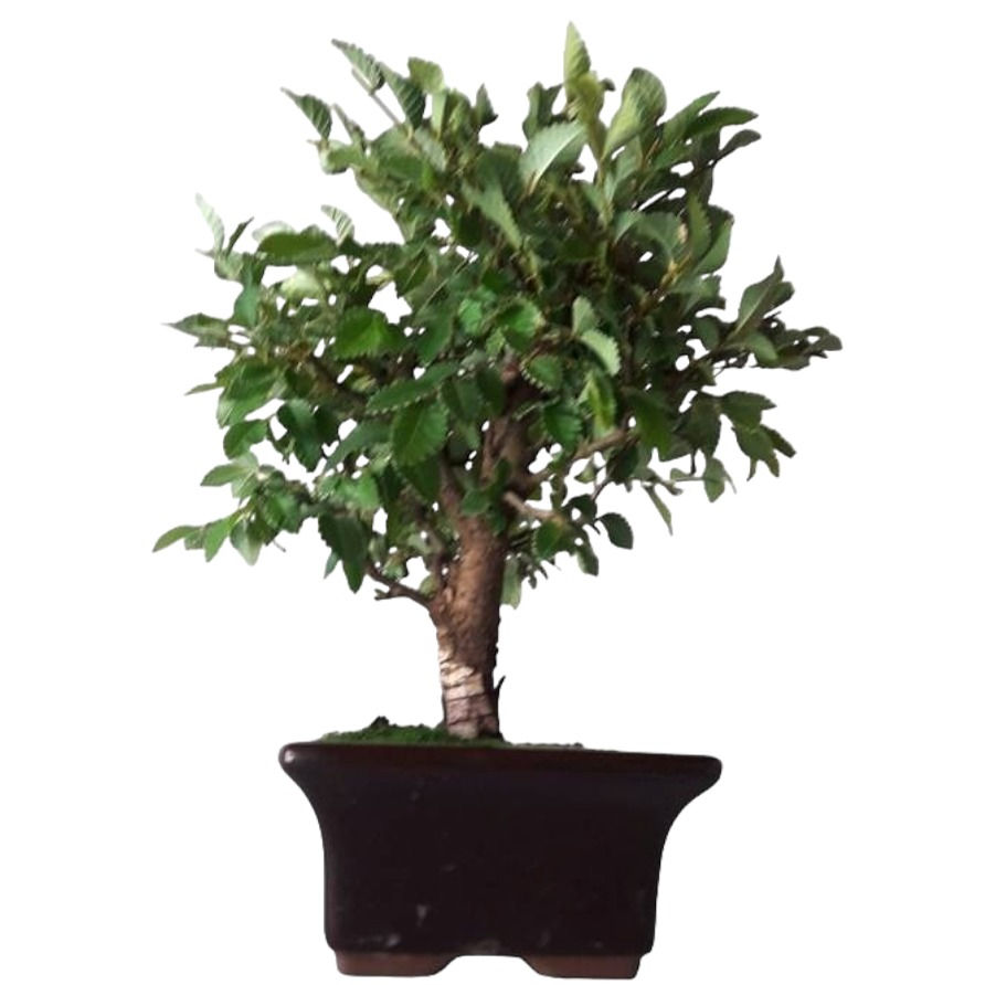 Miniatura: OLMO CHINO