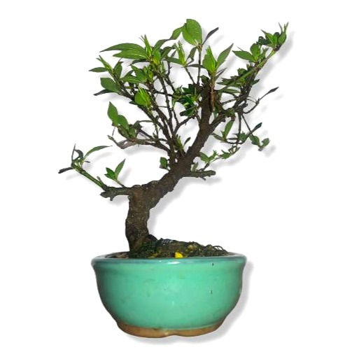 Miniatura: JASMIN ANAO