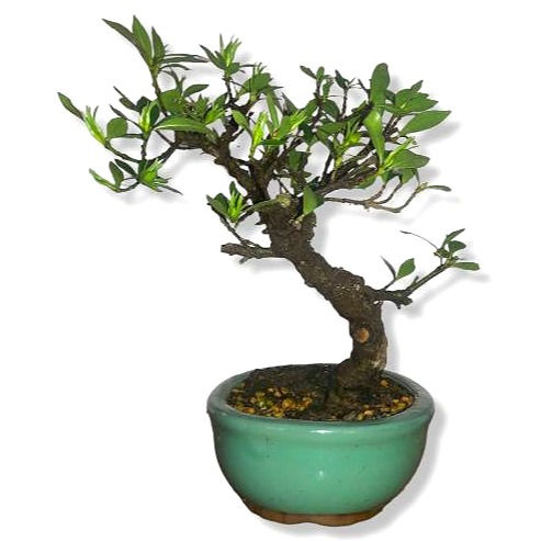 Miniatura: JASMIN ANAO